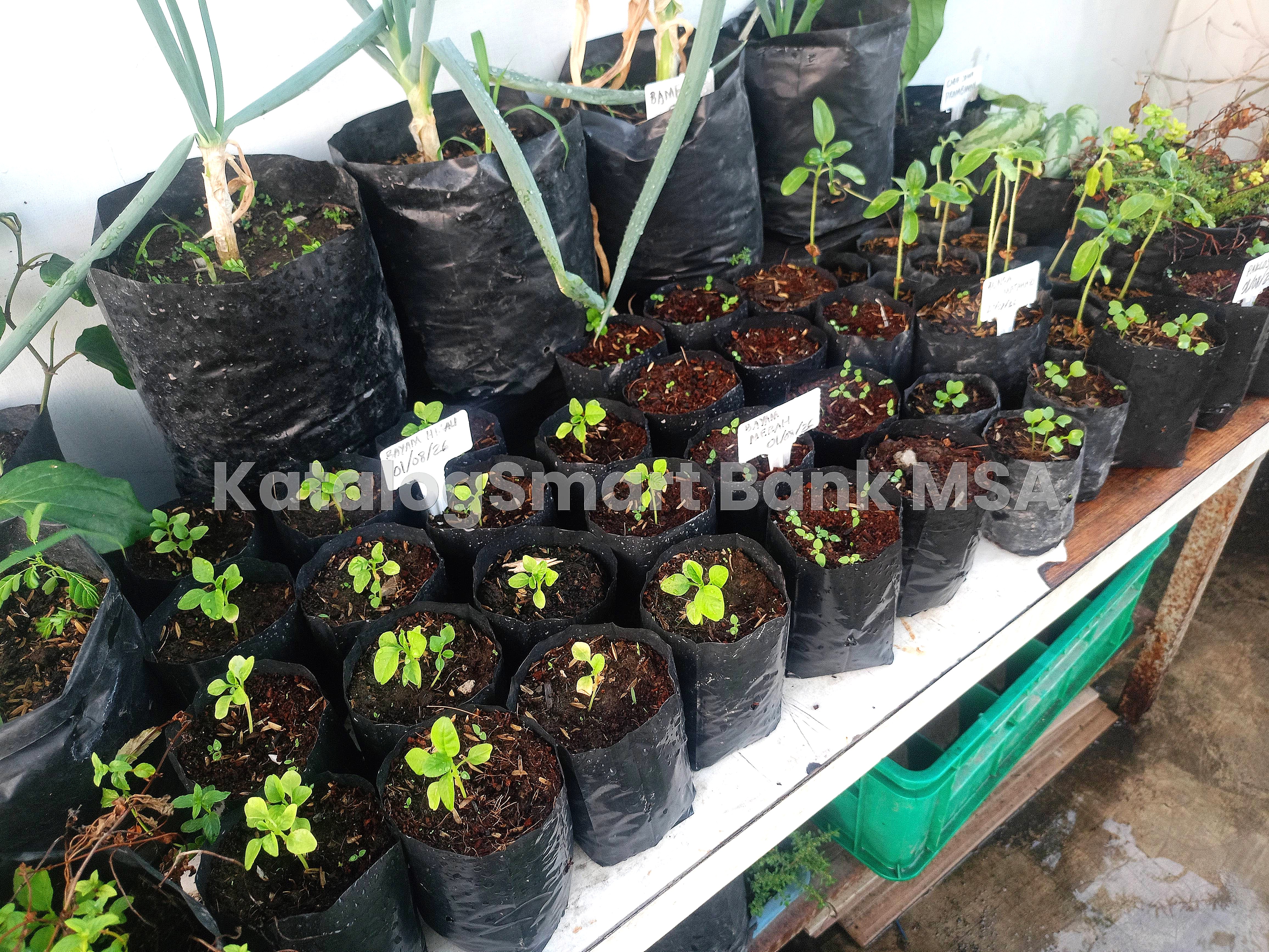 Bibit sayuran hijau