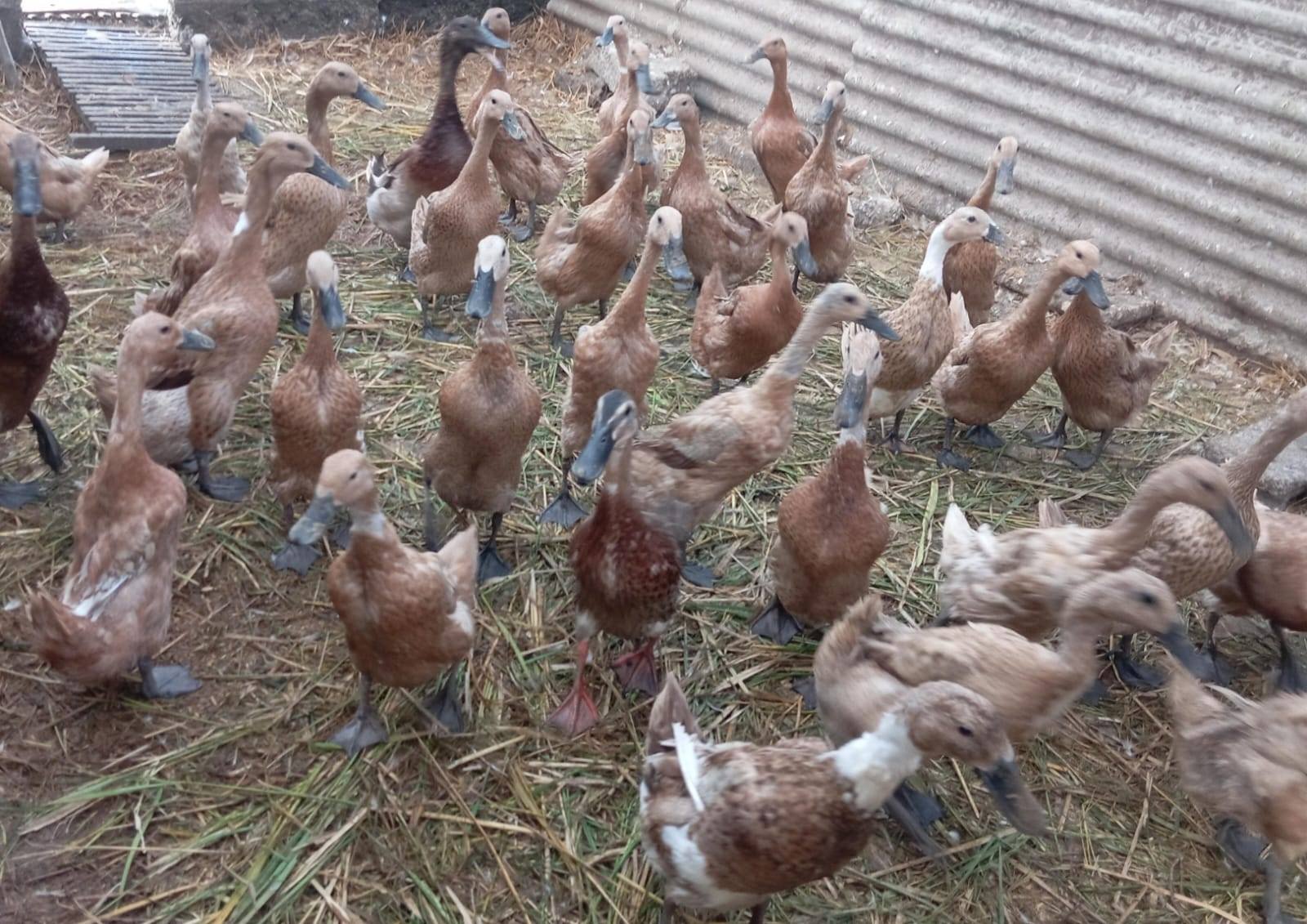 HD FARM